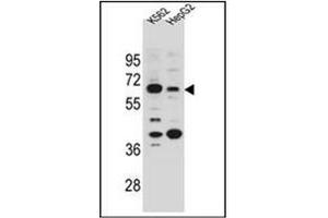 Western blot analysis of NHEDC1 Antibody (N-term) in K562 and HepG2 cell line lysates (35ug/lane). (NHEDC1 anticorps  (N-Term))