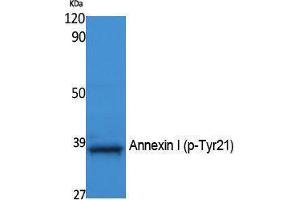 Western Blotting (WB) image for anti-Annexin A1 (ANXA1) (pTyr21) antibody (ABIN3183069) (Annexin a1 anticorps  (pTyr21))