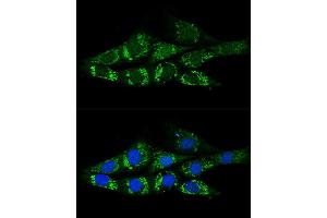 Confocal immunofluorescence analysis of NIH-3T3 cells using  Polyclonal Antibody (ABIN6131387, ABIN6136467, ABIN6136469 and ABIN6222130) at dilution of 1:200.