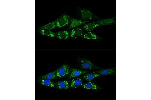 Confocal immunofluorescence analysis of NIH-3T3 cells using  Polyclonal Antibody (ABIN6131387, ABIN6136467, ABIN6136469 and ABIN6222130) at dilution of 1:200. (ACSS2 anticorps)