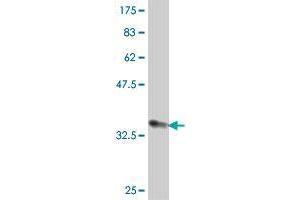 Western Blot detection against Immunogen (36.