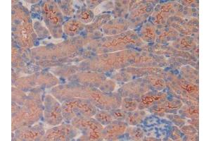 IHC-P analysis of Mouse Kidney Tissue, with DAB staining. (TMEM27 anticorps  (AA 12-222))