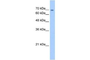 CDH22 antibody used at 5 ug/ml to detect target protein.