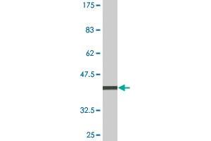 Western Blot detection against Immunogen (36.