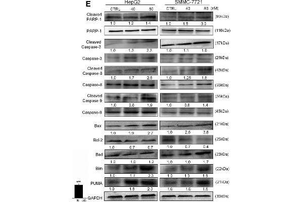 PUMA anticorps  (AA 131-180)