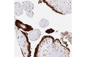 Immunohistochemical staining of human placenta with CNPY2 polyclonal antibody  shows strong cytoplasmic positivity in trophoblastic cells. (CNPY2/MSAP anticorps)