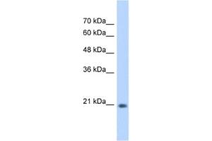 Western Blotting (WB) image for anti-GINS Complex Subunit 2 (Psf2 Homolog) (GINS2) antibody (ABIN2462962) (GINS2 anticorps)