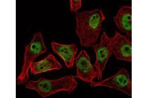 Immunofluorescence analysis of NTERA-2 cells using THAP11 mouse mAb (green). (THAP11 anticorps)