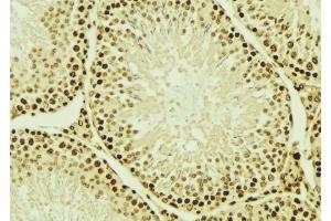 ABIN6276566 at 1/100 staining Mouse testis tissue by IHC-P. (NEDD8 anticorps  (Internal Region))