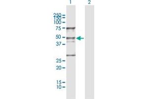 Western Blot analysis of WDR4 expression in transfected 293T cell line by WDR4 MaxPab polyclonal antibody. (WDR4 anticorps  (AA 1-412))