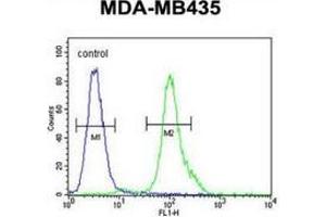Flow cytometric analysis of MDA-MB435 cells (right histogram) compared to a negative control cell (left histogram) using MYCT1 Antibody (C-term), followed by FITC-conjugated goat-anti-rabbit secondary antibodies.