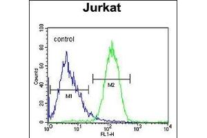 SLFN12L Antibody (N-term) (ABIN654871 and ABIN2844529) flow cytometric analysis of Jurkat cells (right histogram) compared to a negative control cell (left histogram). (SLFN12L anticorps  (N-Term))