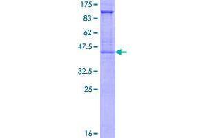Image no. 1 for Glycophorin A (GYPA) (AA 1-150) protein (GST tag) (ABIN1306246)