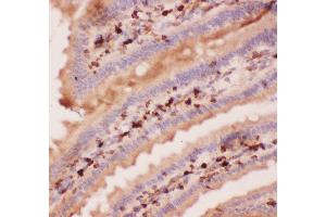 Anti-Angiopoietin 2 Picoband antibody,  IHC(P): Mouse Intestine Tissue