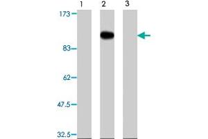 Western blot analysis of transgenic HEK 293T cells, using Farp2 polyclonal antibody  . (FARP2 anticorps)