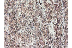 Image no. 2 for anti-NIF3 NGG1 Interacting Factor 3-Like 1 (NIF3L1) antibody (ABIN1496618) (NIF3L1 anticorps)