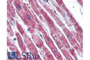ABIN185447 (5µg/ml) staining of paraffin embedded Human Heart.