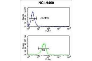 IL1F8 Antibody (N-term) (ABIN652903 and ABIN2842583) flow cytometric analysis of NCI- cells (bottom histogram) compared to a negative control cell (top histogram). (FIL1h anticorps  (N-Term))