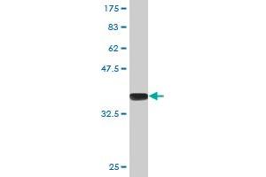 Western Blot detection against Immunogen (36. (MBD1 anticorps  (AA 415-508))