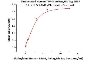 Immobilized A MAb, Human IgG4 at 2 μg/mL (100 μL/well) can bind Biotinylated Human TIM-3, Avitag,His Tag (ABIN5674608,ABIN6253704) with a linear range of 0. (TIM3 Protein (AA 22-200) (His tag,AVI tag,Biotin))