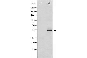 Western blot analysis of C/EBP- beta phosphorylation expression in HepG2 whole cell lysates,The lane on the left is treated with the antigen-specific peptide. (CEBPB anticorps  (pThr235))