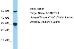 Host: Rabbit Target Name: ADAMTSL1 Sample Type: COLO205 Whole Cell lysates Antibody Dilution: 1. (ADAMTSL1 anticorps  (N-Term))