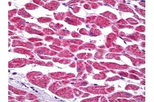 Anti-PTGES2 antibody IHC of human heart. (PTGES2 anticorps)