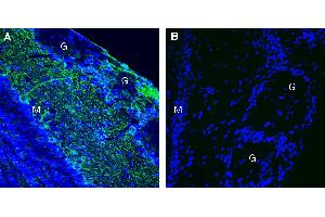 Expression of Leptin Receptor in mouse olfactory bulb. (Leptin Receptor anticorps  (Extracellular))