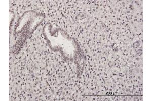 Immunoperoxidase of purified MaxPab antibody to GABPB2 on formalin-fixed paraffin-embedded human endometrium.