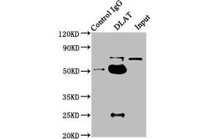 Immunoprecipitating DLAT in HepG2 whole cell lysate Lane 1: Rabbit control IgG instead of ABIN7149908 in HepG2 whole cell lysate.