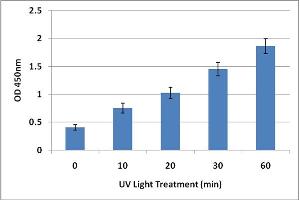 DNA Damage Induced by UV Light. (UV-Induced DNA Damage Kit ELISA)