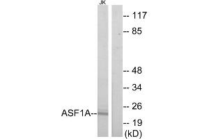 Western blot analysis of extracts from Jurkat cells, using ASF1A antibody. (ASF1A anticorps  (Internal Region))