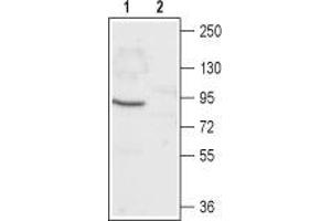 Western blot analysis of rat eye lysate: - 1. (CNGA1 anticorps  (Intracellular, N-Term))