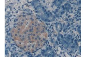 Detection of VGF in Rat Pancreas Tissue using Polyclonal Antibody to VGF Nerve Growth Factor Inducible (VGF)