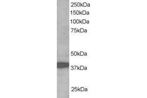 ABIN184919 staining (1µg/ml) of Human Brain lysate (RIPA buffer, 35µg total protein per lane).