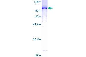 Image no. 1 for IKAROS Family Zinc Finger 3 (Aiolos) (IKZF3) (AA 1-509) protein (GST tag) (ABIN1307656)