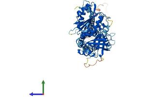 AlphaFold protein structure predicition of Mouse Recombinant Nox4 Protein, UniprotID Q9JHI8