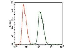 Flow cytometric analysis of HeLa cells using ALDH2 mouse mAb (green) and negative control (purple).