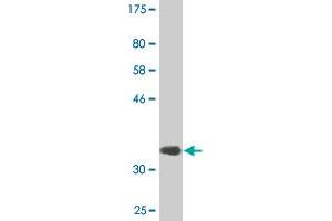 Western Blot detection against Immunogen (34.