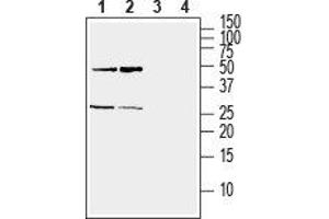 Western blot analysis of mouse (lanes 1 and 3) and rat (lanes 2 and 4) brain lysate: - 1,2. (Ephrin A5 anticorps  (Extracellular))