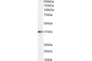 (ABIN184675) (1 μg/mL) staining of Human Liver lysate (35 μg protein in RIPA buffer).