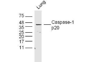 Rat lung lysates probed with Caspase-1 p20 Polyclonal Antibody, Unconjugated  at 1:300 dilution and 4˚C overnight incubation. (Caspase 1 p20 anticorps  (AA 181-280))