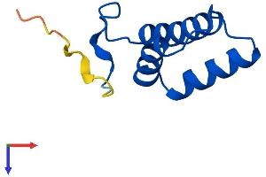 AlphaFold protein structure predicition of Mouse Recombinant Cox6b2 Protein, UniprotID Q80ZN9