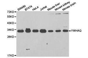 Western Blotting (WB) image for anti-14-3-3 theta (YWHAQ) antibody (ABIN1875379) (14-3-3 theta anticorps)