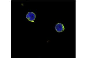 Immunofluorescence (IF) image for anti-Interleukin 12 alpha (IL12A) antibody (ABIN181145) (IL12A anticorps)