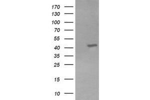 Image no. 1 for anti-Potassium Voltage-Gated Channel, Shaker-Related Subfamily, beta Member 1 (KCNAB1) antibody (ABIN1498996) (KCNAB1 anticorps)