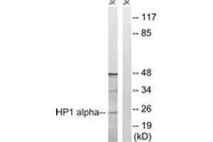 Western Blotting (WB) image for anti-Chromobox Homolog 5 (CBX5) (AA 58-107) antibody (ABIN2889136) (CBX5 anticorps  (AA 58-107))
