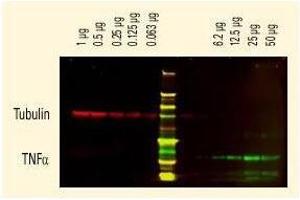 Tubulin detected using a Dylight (TM) 680 conj ugate. (Chèvre anti-Rat IgG (Whole Molecule) Anticorps)