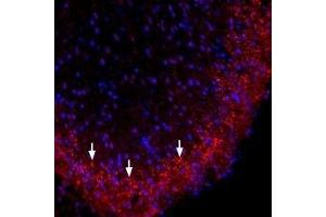 Expression of Connexin-36 in rat spinal cord - Immunohistochemical staining of perfusion-fixed frozen rat spinal cord sections using Anti-Connexin-36 Antibody (ABIN7043205, ABIN7044087 and ABIN7044088), (1:300).