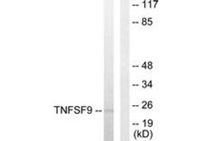 Western blot analysis of extracts from HuvEc cells, using TNFSF9 Antibody. (TNFSF9 anticorps  (AA 31-80))